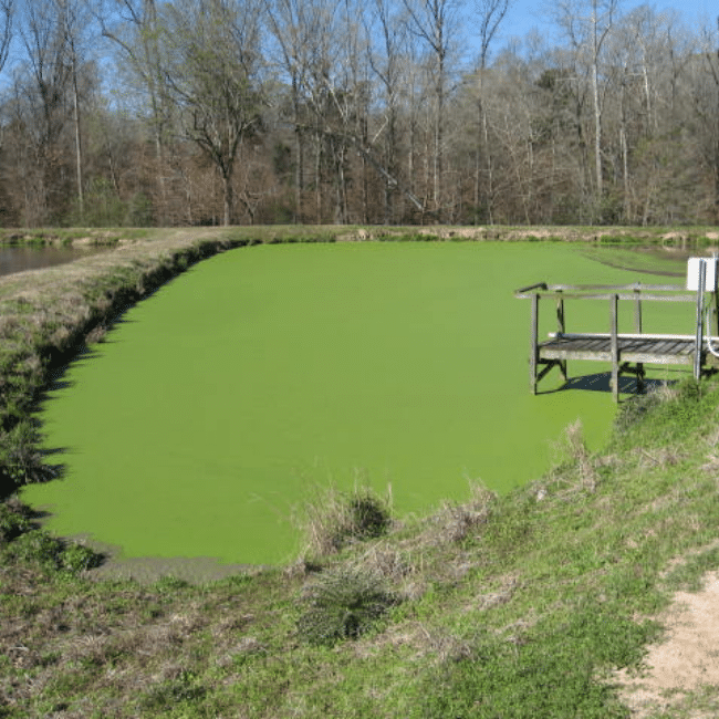 A small pond covered in bright green algae with dry grass and a wooden dock on the right, next to a grassy slope. Trees without leaves are visible in the background under a clear blue sky, resembling a pristine setting that an environmental consulting company might strive to protect.